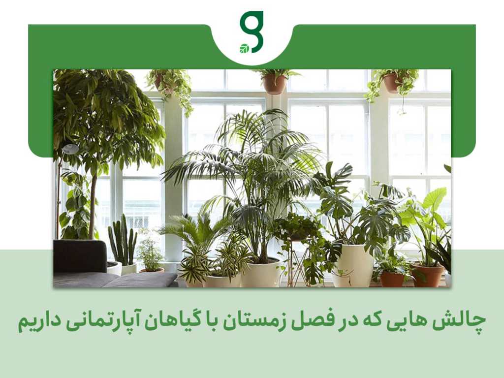چالش هایی که در فصل زمستان با گیاهان آپارتمانی داریم_فروشگاه گرینیوم