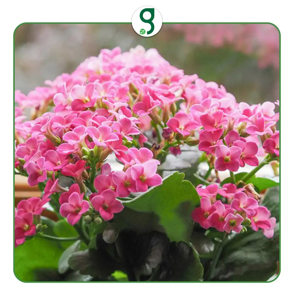 10 گیاه آپارتمانی مناسب برای فصل بهار_فروشگاه گرینیوم