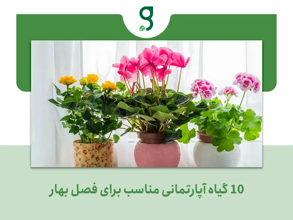 10 گیاه آپارتمانی مناسب برای فصل بهار_فروشگاه گرینیوم